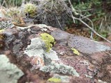 Pleopsidium flavum image