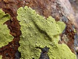 Pleopsidium flavum image