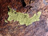 Pleopsidium flavum image