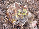 Pleopsidium flavum image