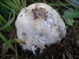 Hypomyces hyalinus image
