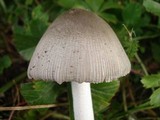 Amanita sect. Vaginatae image