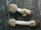 Amanita sect. Vaginatae image