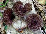 Hexagonia hydnoides image