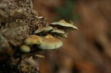 Hypholoma subviride image
