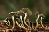 Hypholoma subviride image