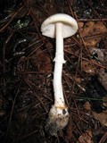 Amanita roseitincta image