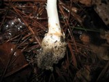 Amanita roseitincta image