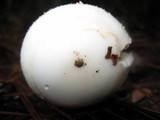 Amanita roseitincta image