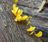 Dacryopinax spathularia image