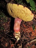 Boletus zelleri image