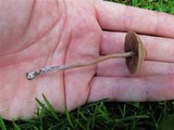 Panaeolus subbalteatus image