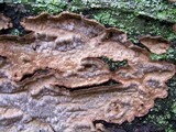 Datronia mollis image