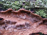 Datronia mollis image