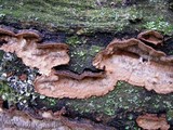 Datronia mollis image