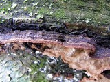 Datronia mollis image