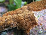 Hydnochaete olivacea image