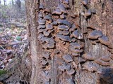 Hymenochaete rubiginosa image