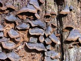 Hymenochaete rubiginosa image