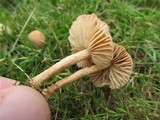 Marasmius oreades image