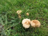 Marasmius oreades image