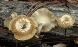 Lentinus bertieri image