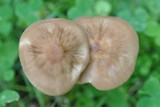 Xerula radicata image