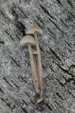 Gymnopus confluens image
