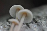 Gymnopus confluens image