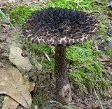 Strobilomyces confusus image