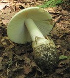 Amanita volvata image