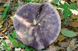 Tylopilus williamsii image