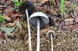 Panaeolus antillarum image