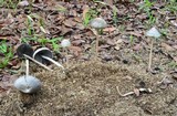 Panaeolus antillarum image