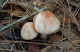 Amanita rubescens var. rubescens image