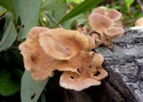 Panus neostrigosus image