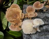 Lentinus strigosus image