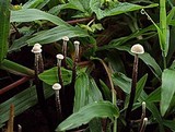 Poronia pileiformis image