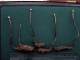 Poronia pileiformis image