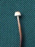 Poronia pileiformis image