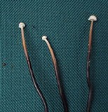 Poronia pileiformis image