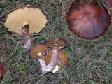 Suillus luteus image