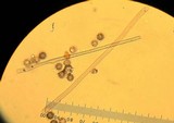 Calvatia cyathiformis image