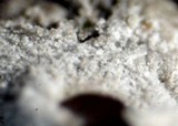 Poronia pileiformis image