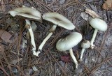 Agaricus pocillator image