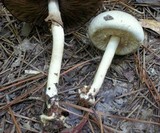 Agaricus pocillator image