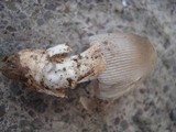Amanita sect. Vaginatae image