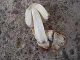 Amanita sect. Vaginatae image
