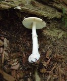 Amanita citrina f. lavendula image