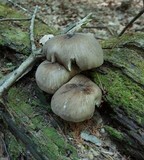 Megacollybia rodmani image